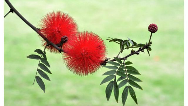 合欢花怎样播种 合欢花怎样播种