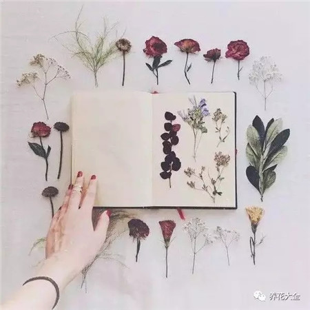 花的选择 花的选择
