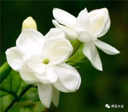 茉莉 茉莉