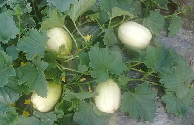 香瓜种子价格及种植方法