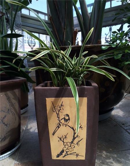 吊兰移植后的养护 吊兰移植后的养护