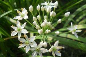 大棚韭菜种植技术要点