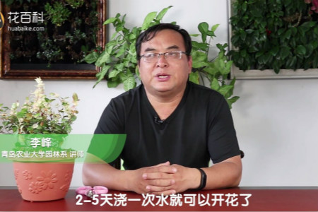 五彩络石 五彩络石