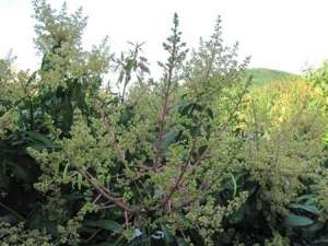 芒果保花保果的关键措施