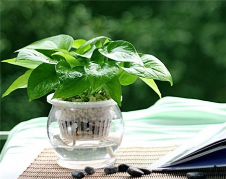 观叶植物 观叶植物
