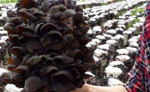木耳病害防治：木耳流耳病防治