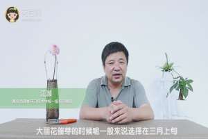 大丽花种球怎么催芽
