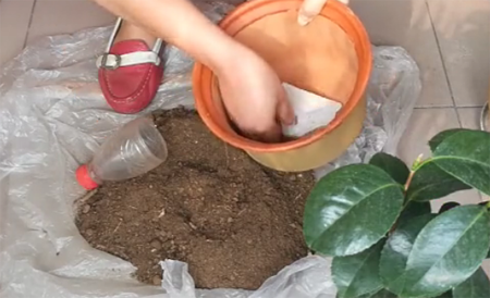 1530349178262063.png 山茶花的种植方法,图解如何给孕蕾期间的山茶花换盆