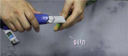 处理茎端 处理茎端