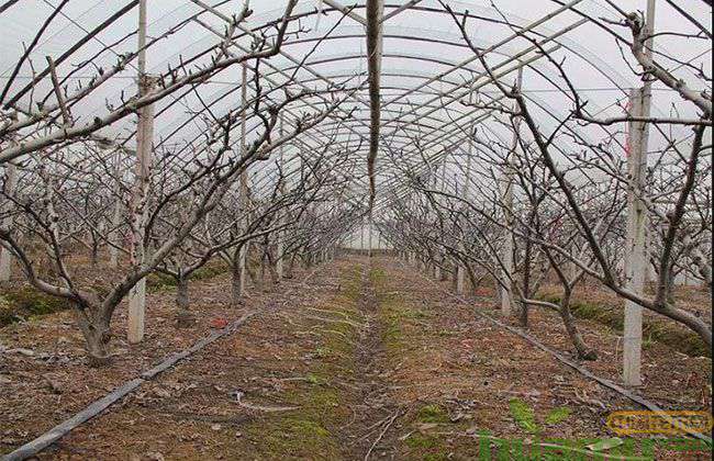 果树春季防虫 果树春季防虫