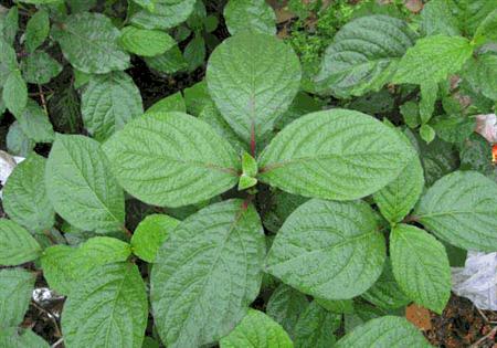 种植牛膝夏季怎么管理好?
