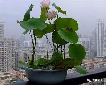 碗莲 碗莲