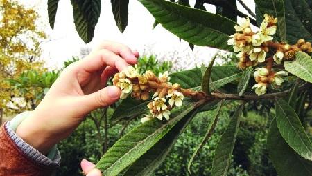 枇杷开花后如何疏花?