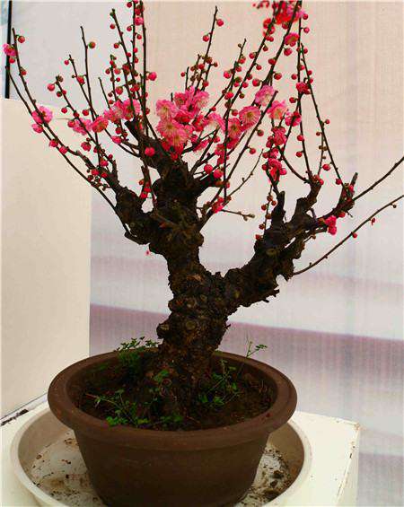 盆栽梅花图 盆栽梅花图