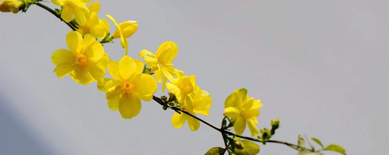 迎春花的修剪方法 迎春花的修剪方法