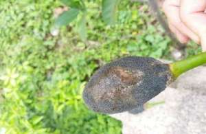种植菠萝蜜怎样防治花果软腐病？