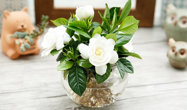 栀子花 栀子花
