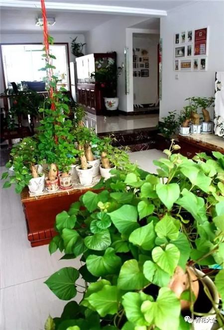 地瓜盆景欣赏 地瓜盆景欣赏