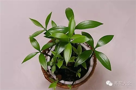 竹柏 竹柏