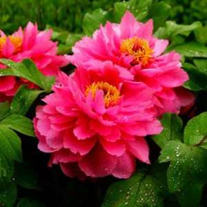 怎样使牡丹春节开花?