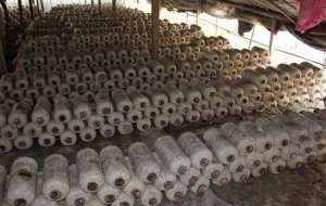 平菇栽培技术：平菇怎么催菇？