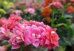 长寿花怎么养？长寿花夏天怎么养？