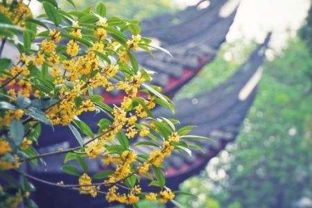 桂树 桂树