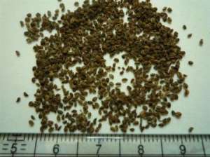 芹菜种植：夏季播种芹菜要注意什么？