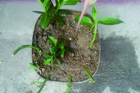 金银花 金银花