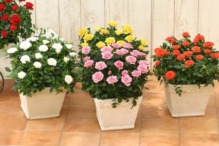 蔷薇花 蔷薇花