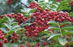 今年农村种植什么赚钱？苗木补贴有多少？