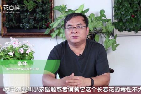 长春花 长春花