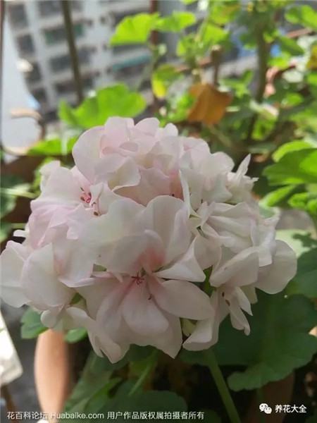 浇花 浇花