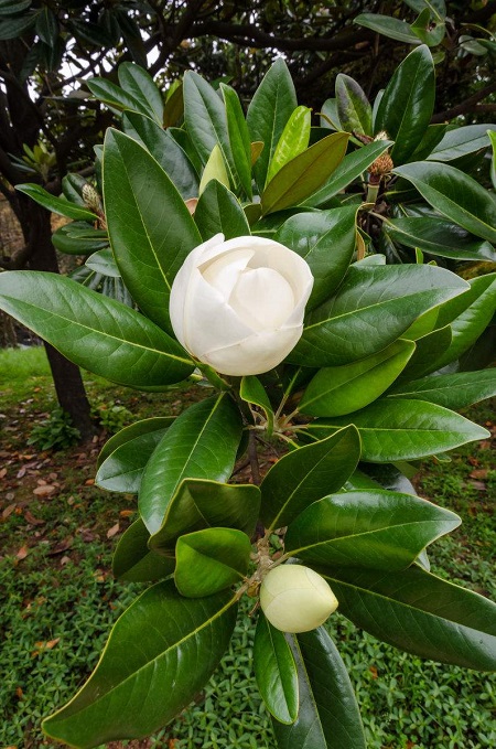 荷花玉兰花叶 荷花玉兰花叶
