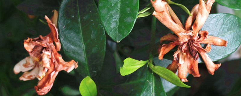 栀子花花期后怎么养护 栀子花花期后怎么养护