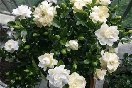 除掉虫子的花卉 除掉虫子的花卉