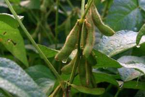无公害毛豆的种植技术