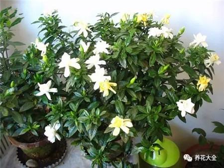 适合木本植物的修剪方法 适合木本植物的修剪方法