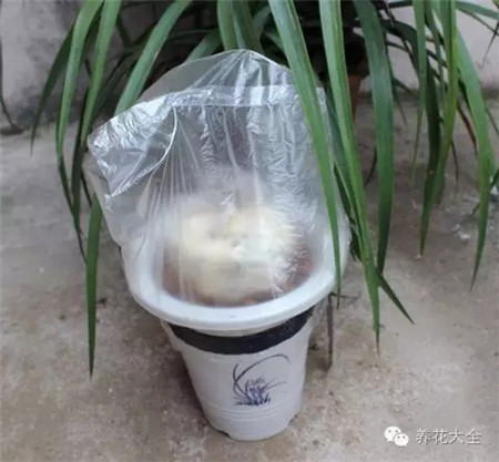 用塑料袋自制“毒气室” 用塑料袋自制“毒气室”