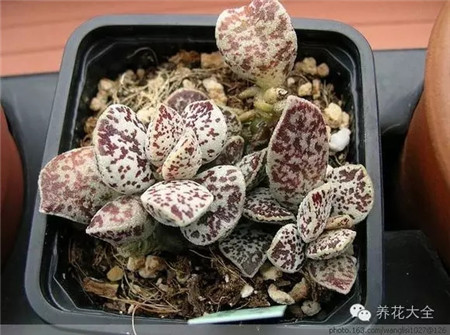 春秋型种 春秋型种