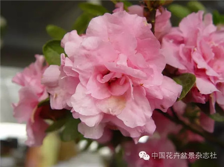 夏鹃(单瓣国旗红) 夏鹃(单瓣国旗红)