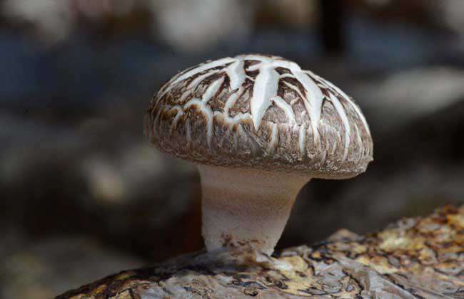 花菇高产种植技术