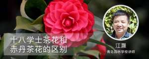 十八学士茶花和赤丹茶花的区别