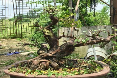 美丽的雀梅 美丽的雀梅