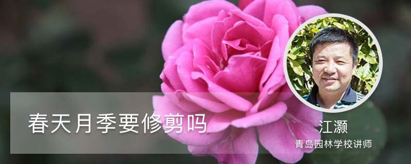 春天月季要修剪吗 春天月季要修剪吗