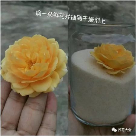 摘花放入 摘花放入