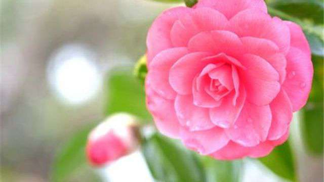 茶花怎么修剪 茶花怎么修剪