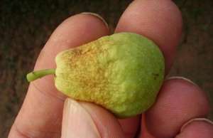 冬枣夏季怎么防落果？