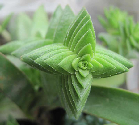 茜之塔 茜之塔