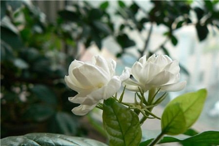 茉莉 茉莉